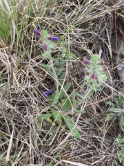 Salvia texana