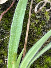 Plantago varia