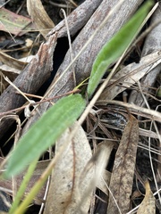 Plantago varia