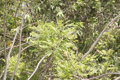 Spondias purpurea