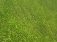 Syringodium filiforme