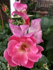Rosa