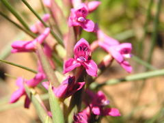 Disa stachyoides
