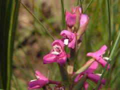 Disa stachyoides