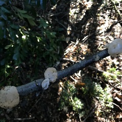 Aleurodiscus vitellinus