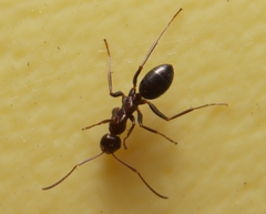 Formica pallidefulva