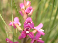 Disa stachyoides