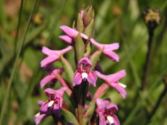 Disa stachyoides