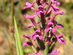 Disa stachyoides