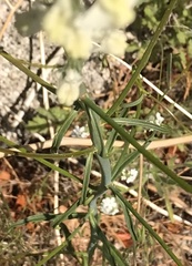 Sairocarpus coulterianus