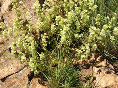 Psammotropha myriantha