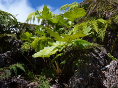 Dendroseris regia