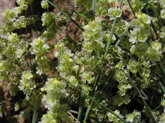 Psammotropha myriantha
