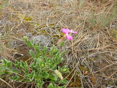 Silene littorea