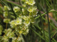 Psammotropha myriantha
