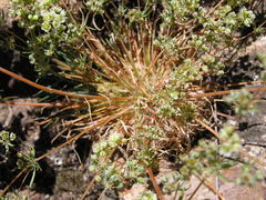 Psammotropha myriantha