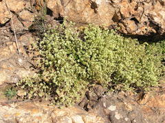 Psammotropha myriantha