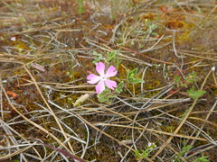 Silene littorea