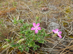 Silene littorea
