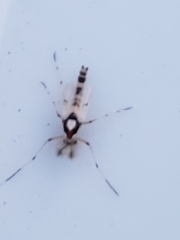 Coelotanypus tricolor