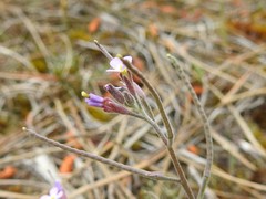 Malcolmia ramosissima