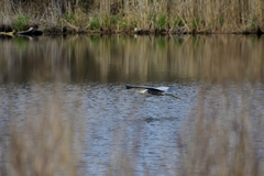 Ardea herodias