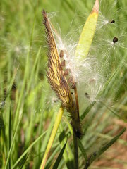 Asclepiadinae