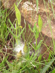 Asclepiadinae