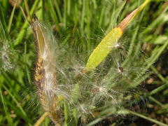 Asclepiadinae
