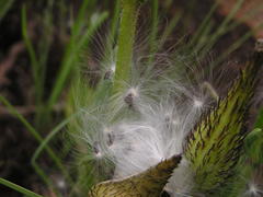 Asclepiadinae