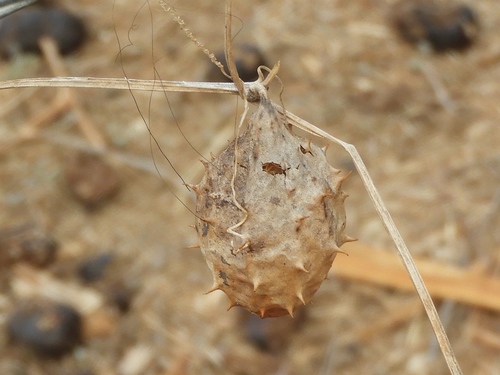 Luffa quinquefida (Luffa quinquefida)