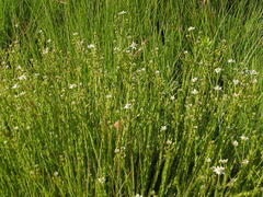 Alepidea