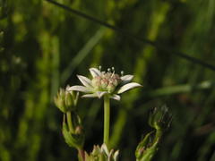 Alepidea