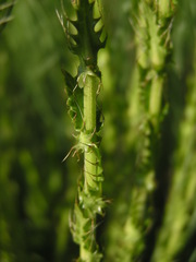 Alepidea
