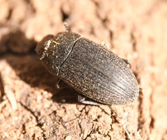 Blapstinus fortis