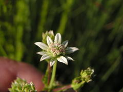 Alepidea