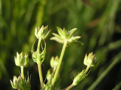 Alepidea