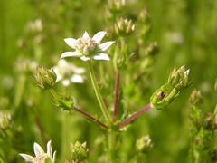 Alepidea