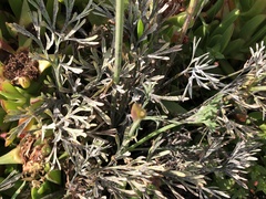 Erysiphe eschscholziae