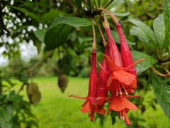 Fuchsia loxensis