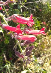 Gambelia