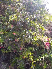 Gambelia