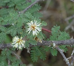 Mimosa texana