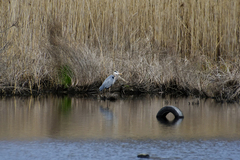 Ardea herodias