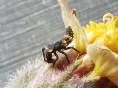 Coccinella transversalis