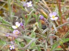 Malcolmia ramosissima
