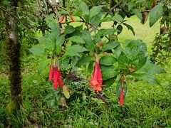 Fuchsia loxensis