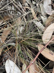 Austrostipa scabra