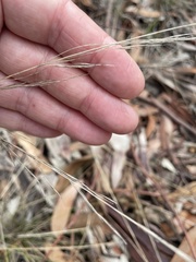 Austrostipa scabra