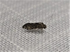 Nimbopsocus australis